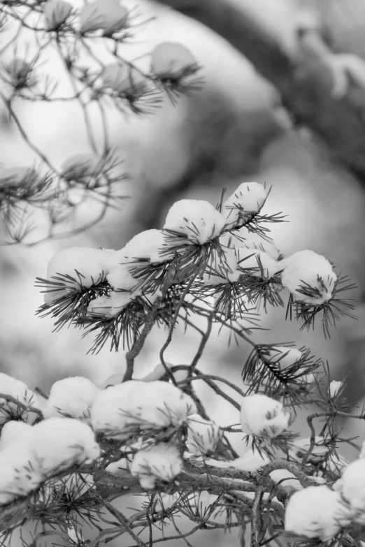 a close - up of snow on pine tree nches