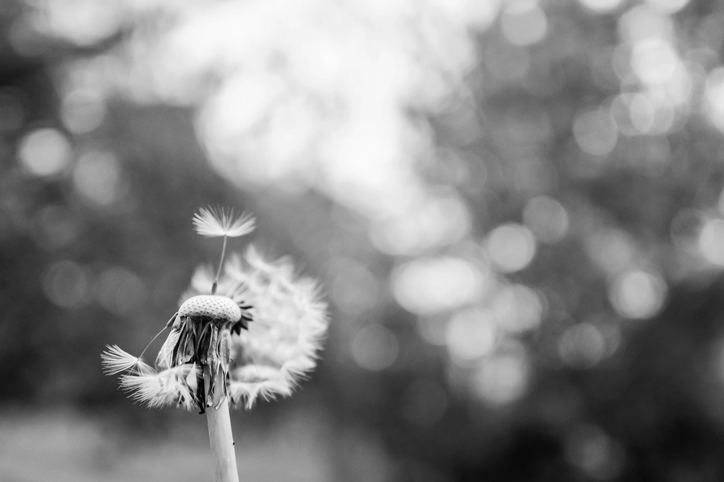 a black and white picture of a flower