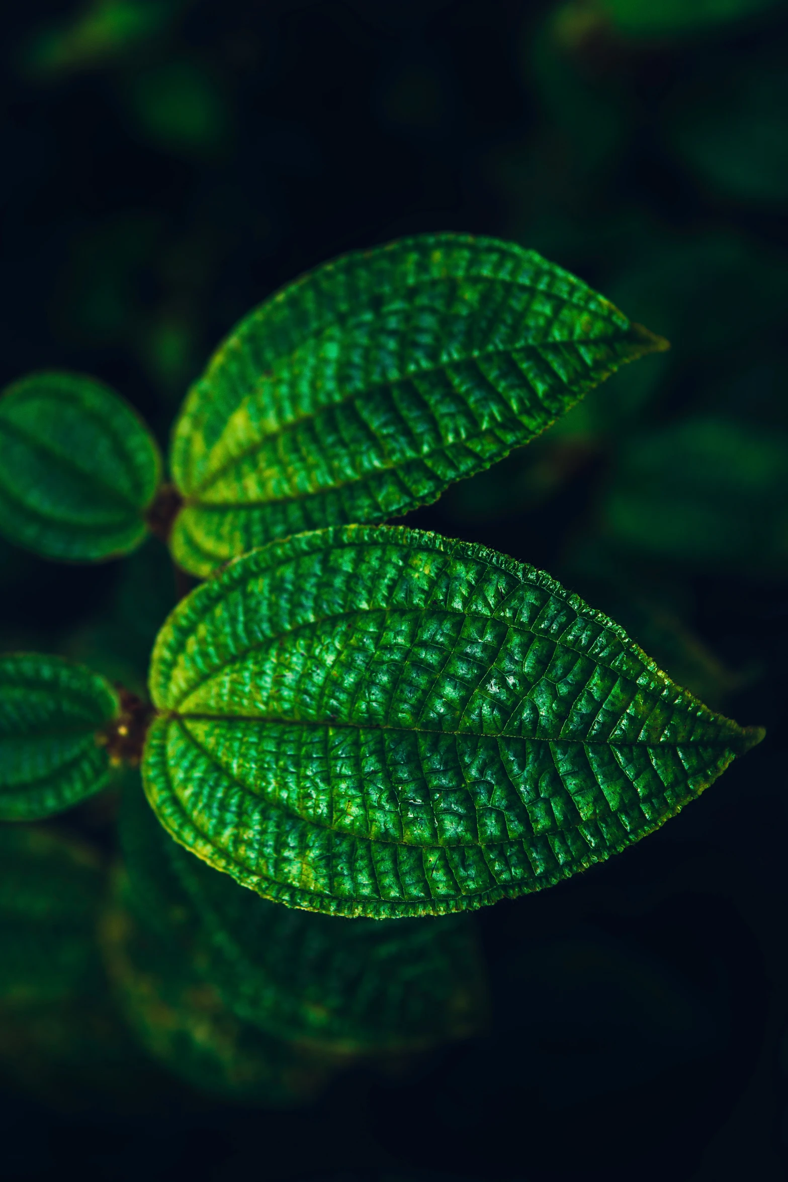 green leaves reflecting off the water in the sunlight