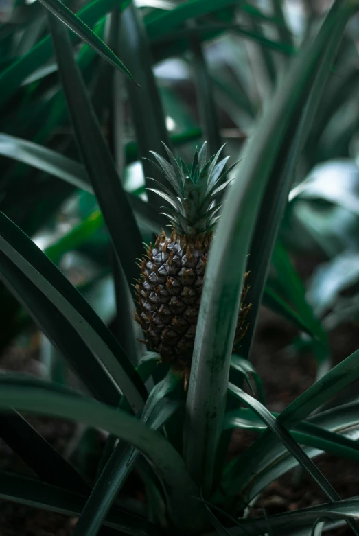 a pineapple growing on the side of the plant