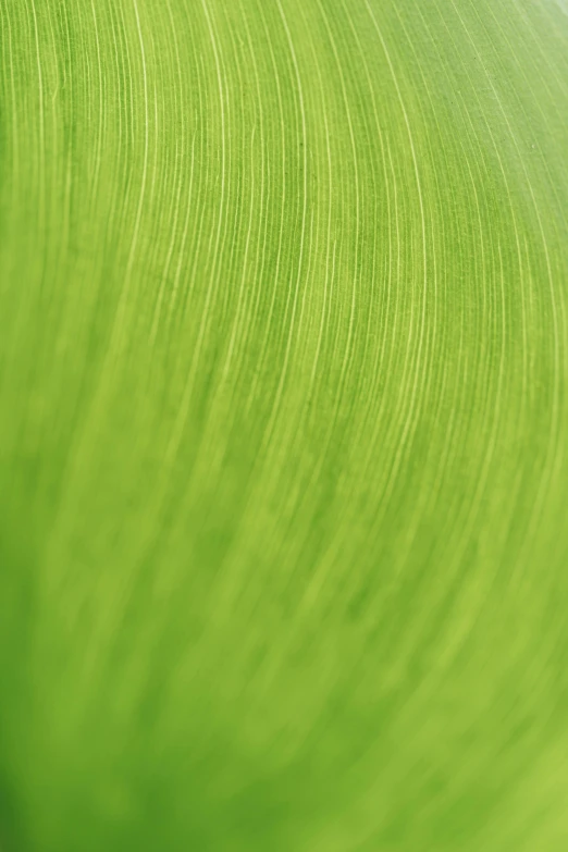 green plant textured with a leaf by a camera