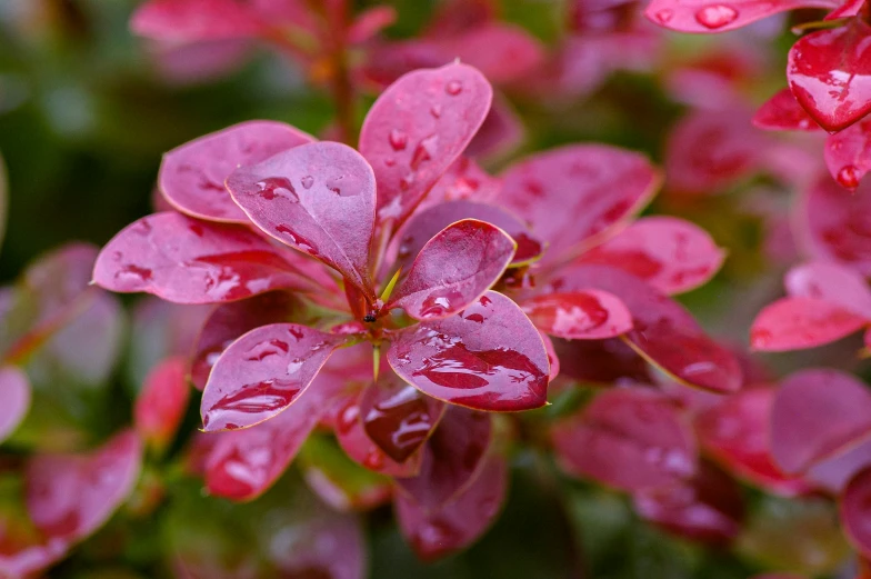 a close - up of a small pink flower with water droplets