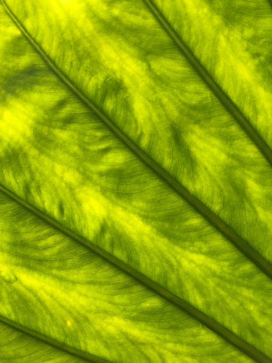 a close up of the underside of a green leaf