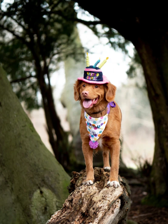 a dog with a hat and a birthday collar on standing on a tree nch