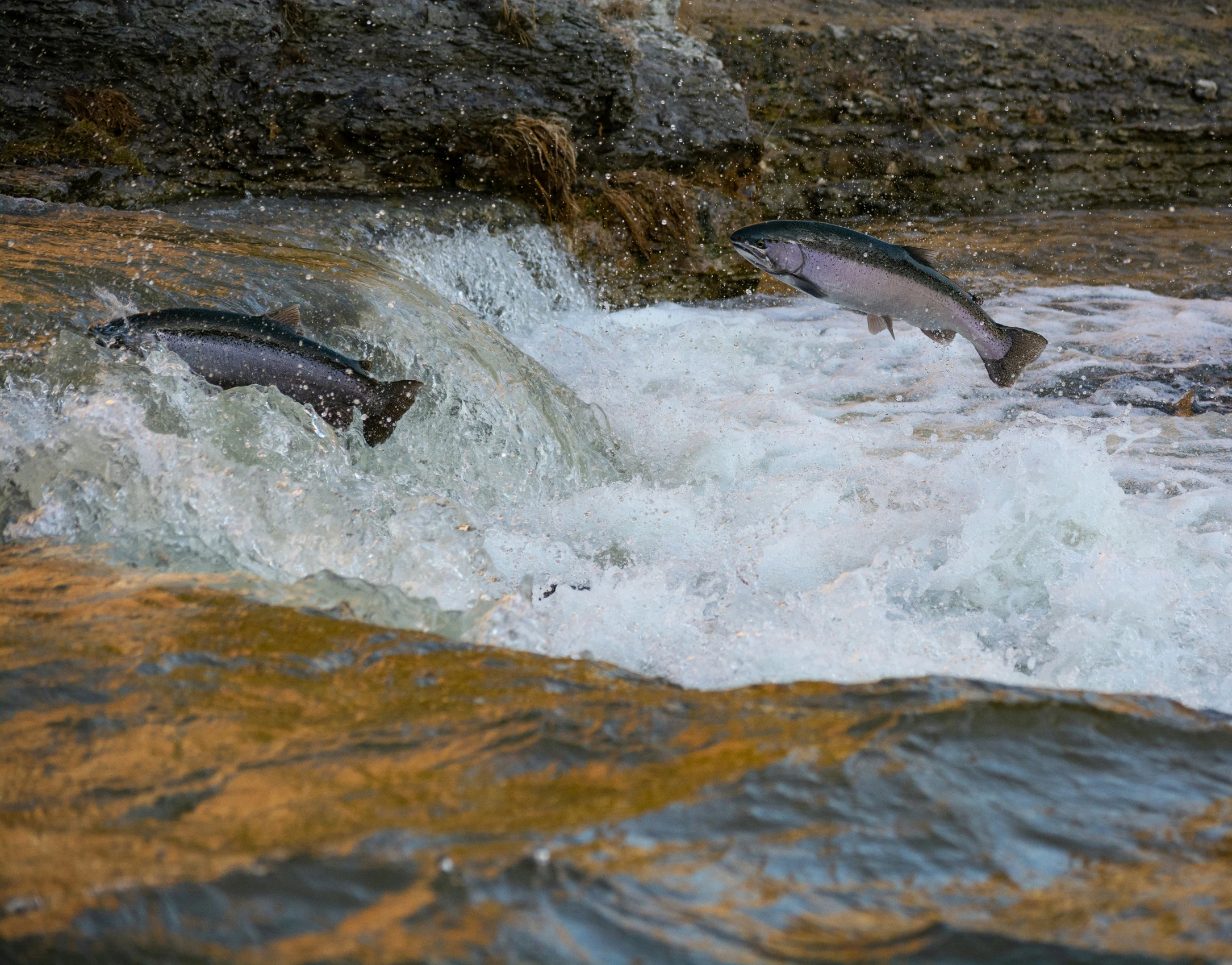 four large fish jumping over the water