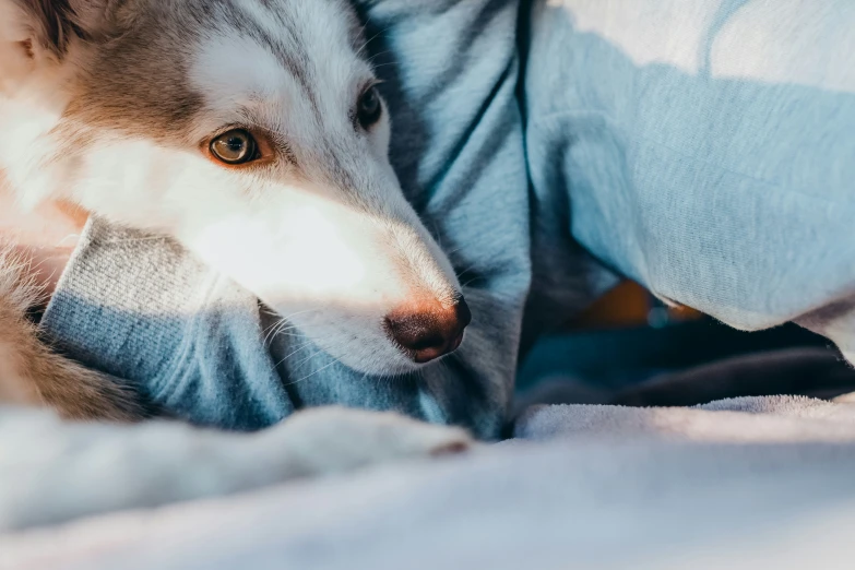 the dog is laying on the bed wearing a gray sweater