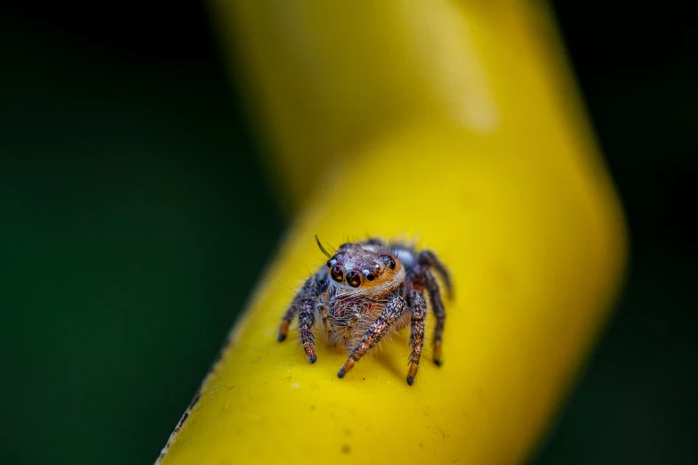 a spider sits on the tip of a yellow stem