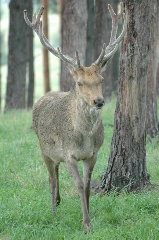 deer in field with trees and grass