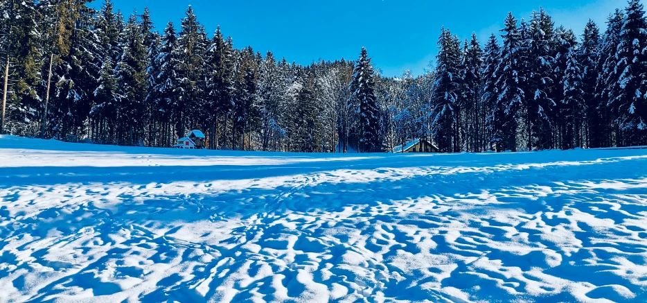 a sunny day in the forest with some snow on it