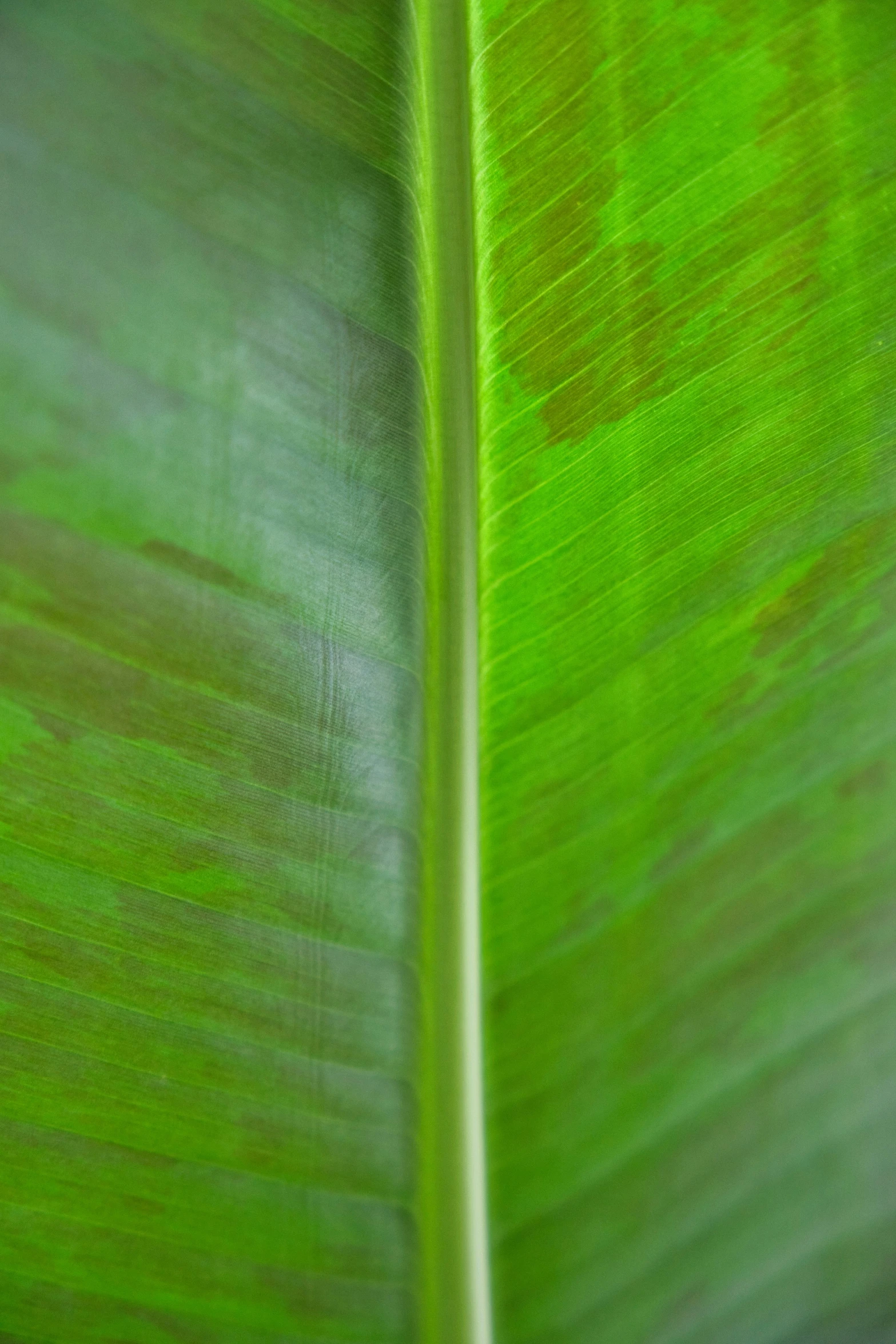 the back end of a big green leaf