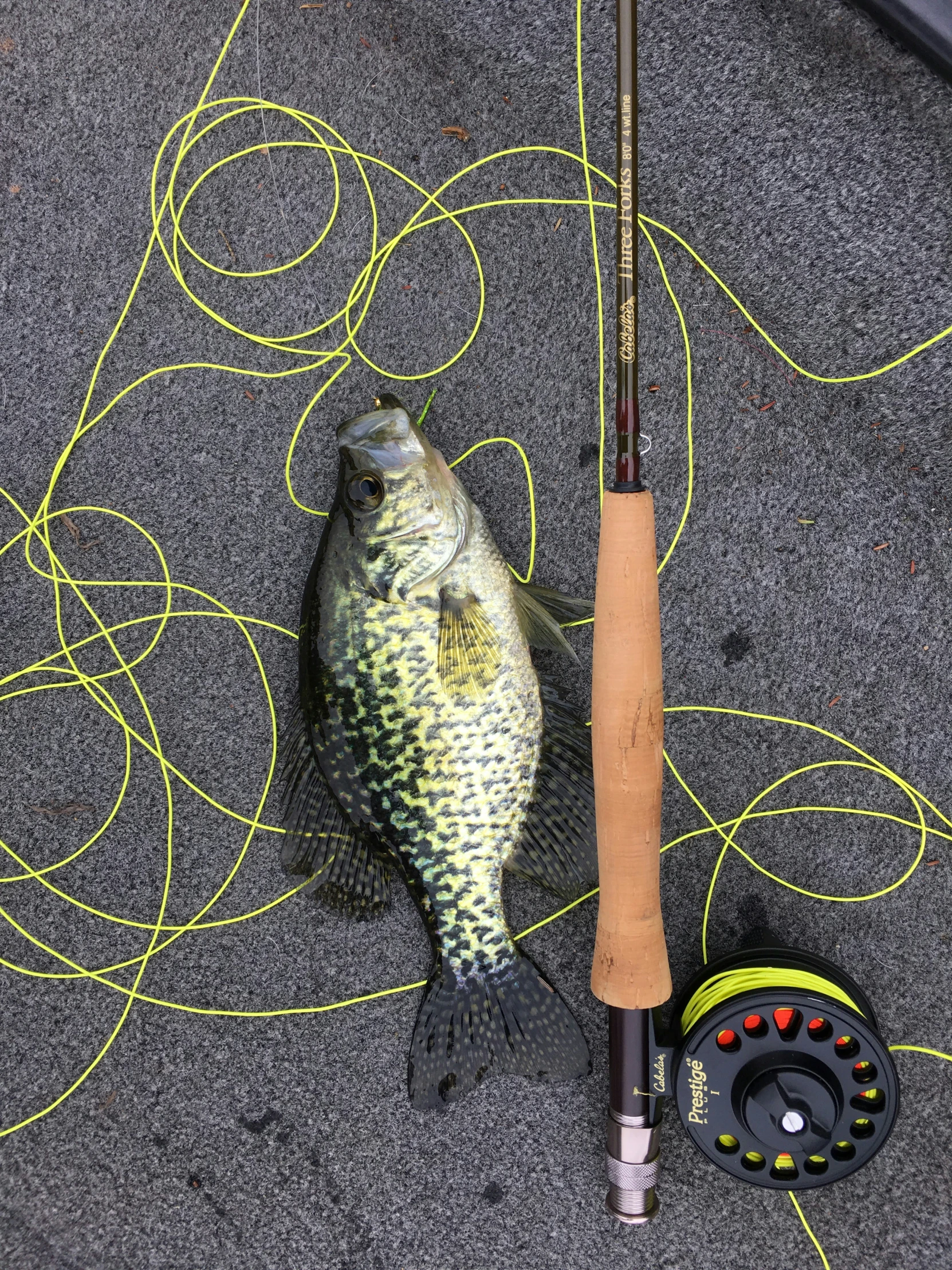 a bass with a hook on a cord