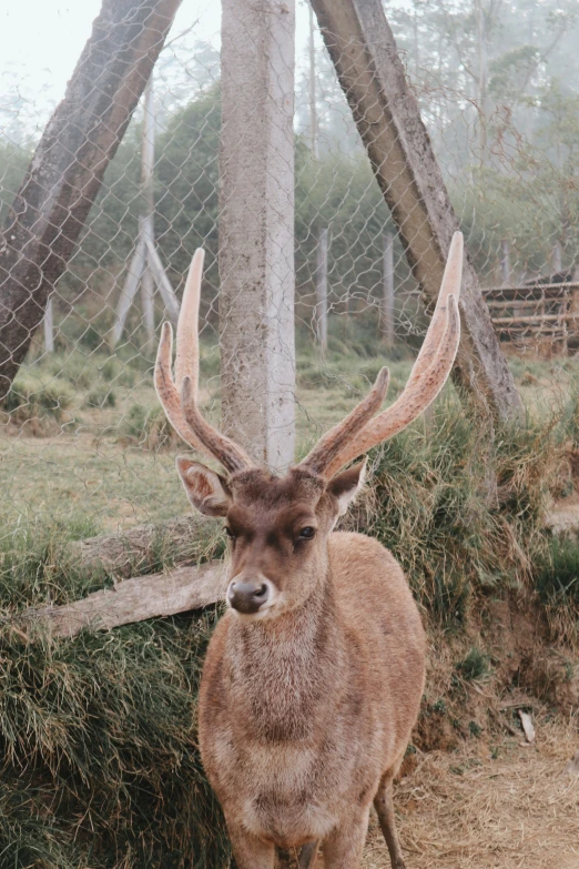 an animal in a caged area by some grass