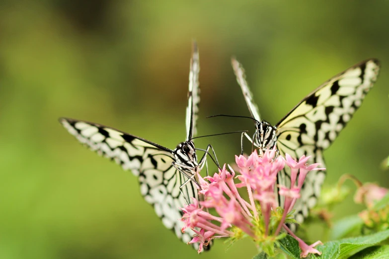 two erflies sitting on some pink flowers