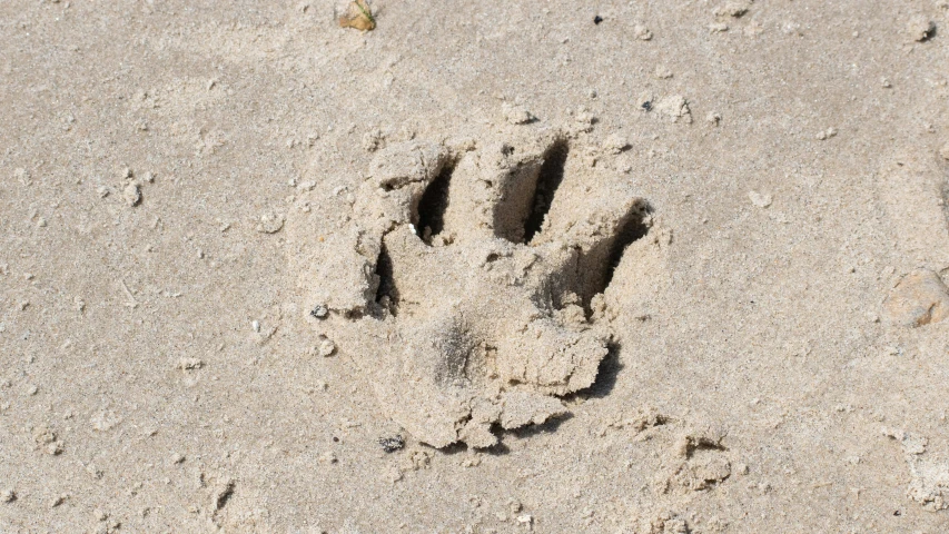 a foot print on the sand looking for food