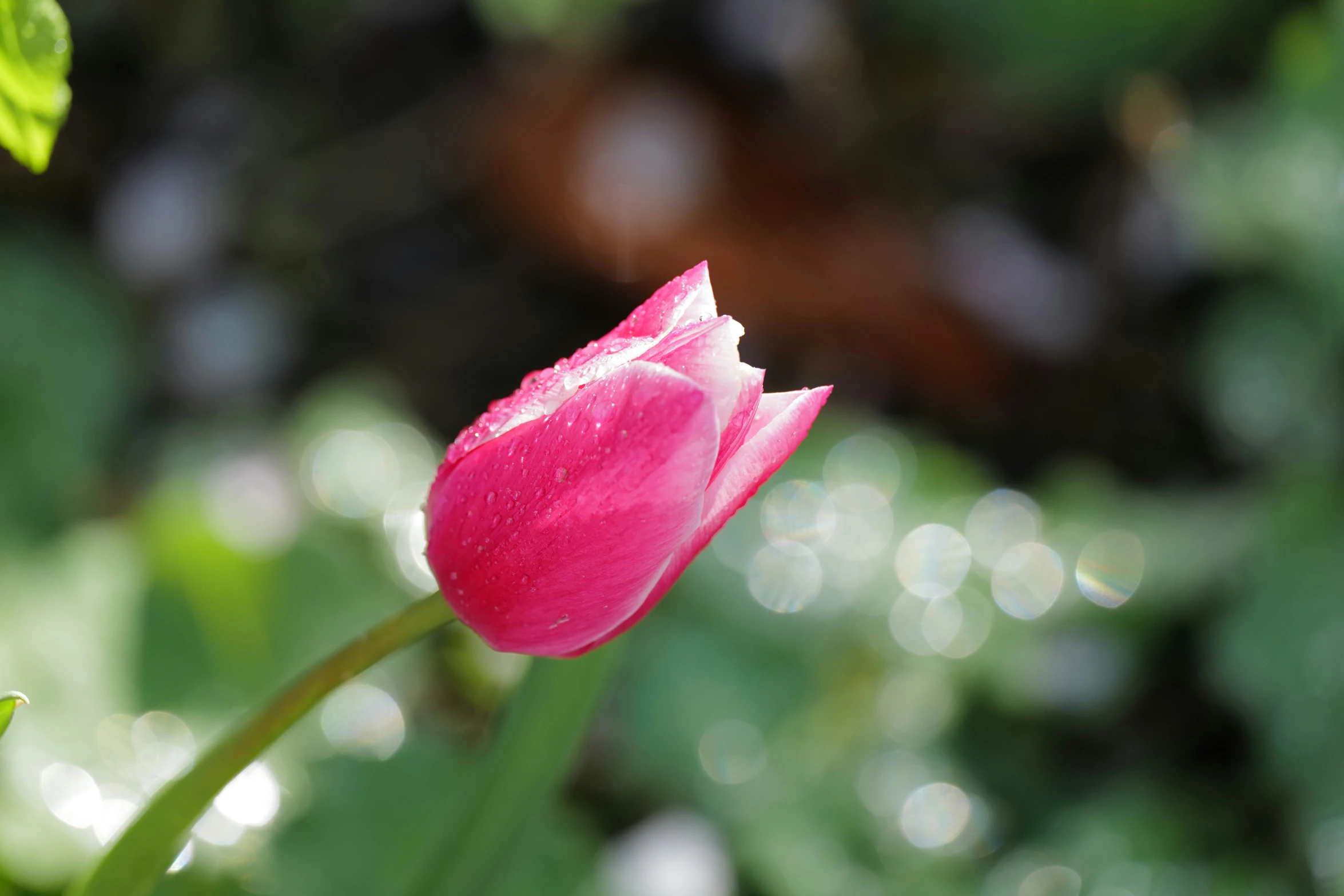 the bright pink tulip is still blooming