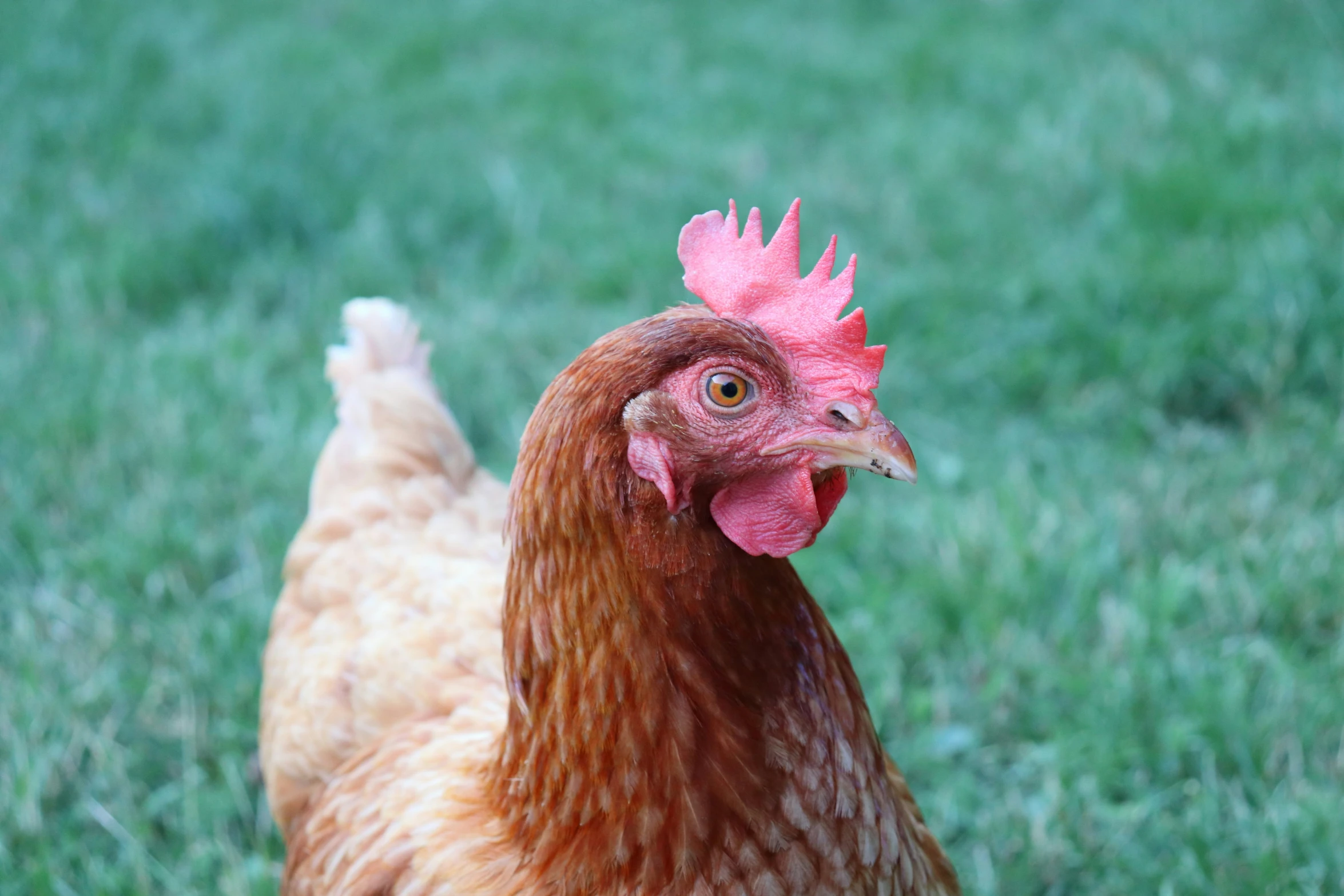 an image of a chicken on a field of grass