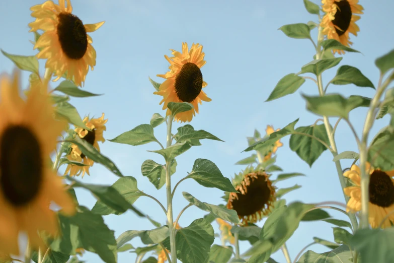 a tall sunflower with lots of green leaves on it