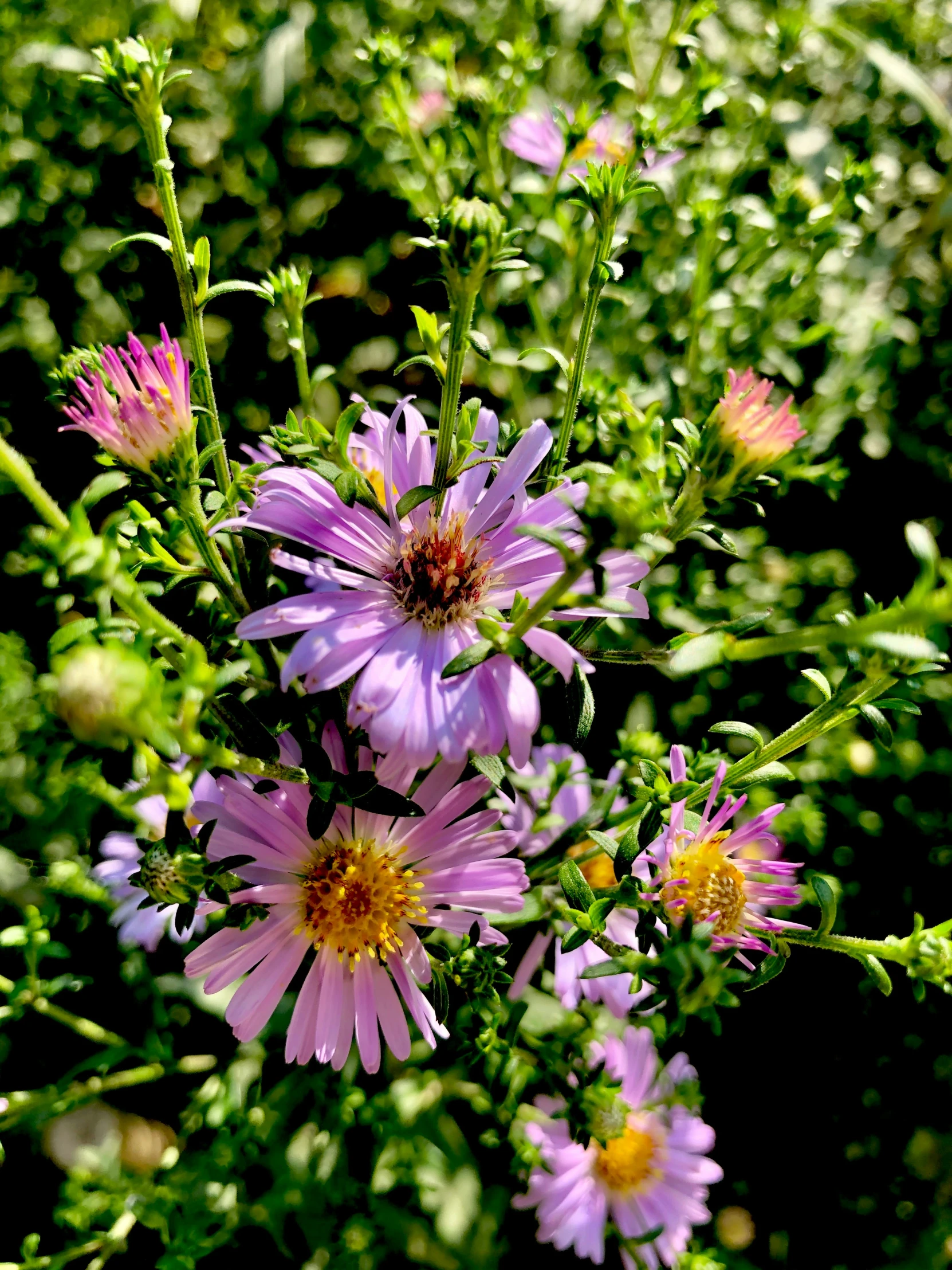 purple flowers growing in the garden from the sun