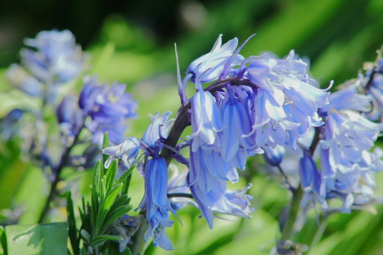 some blue flowers are blooming in the green