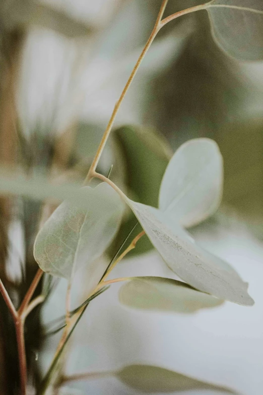 a blurry po of a green plant with leaves