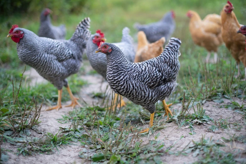 a flock of chickens walk along a path in the grass