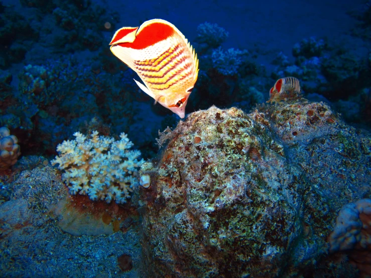 an underwater po shows a small red and white stripeed fish