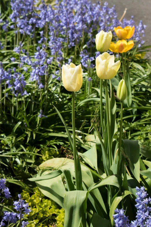 tulips growing in the garden surrounded by blue flowers