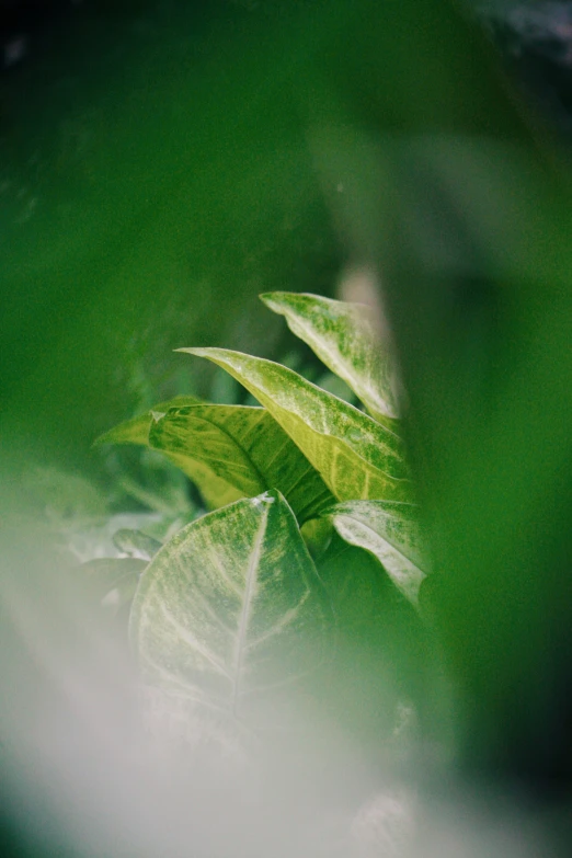 a plant with some big green leaves in the background