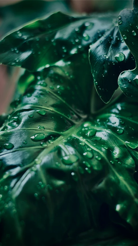 green leaves with drops of water on them