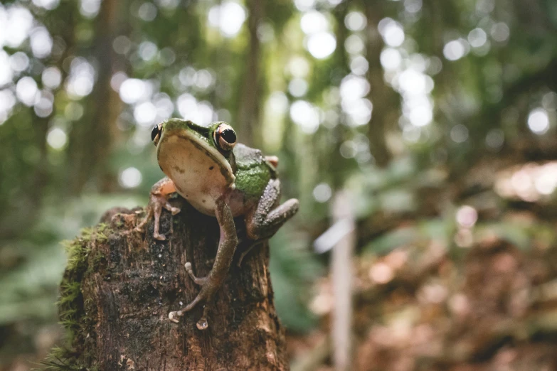 a frog is climbing up on the end of a tree trunk