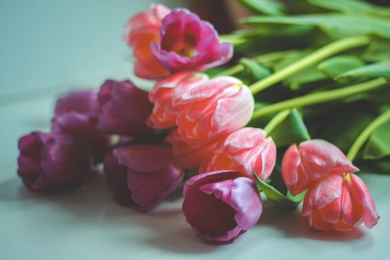 pink tulips are laying side by side on the counter