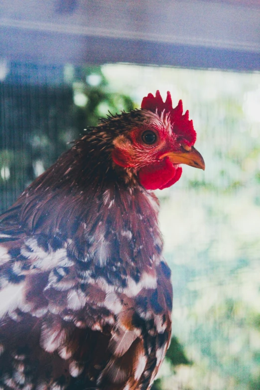 a chicken with red comb is in a cage