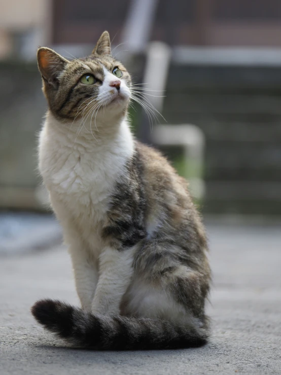 a cat sitting in the middle of the road