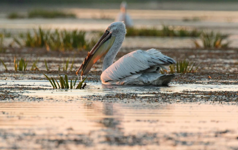 a close up of a bird sitting in water near grass