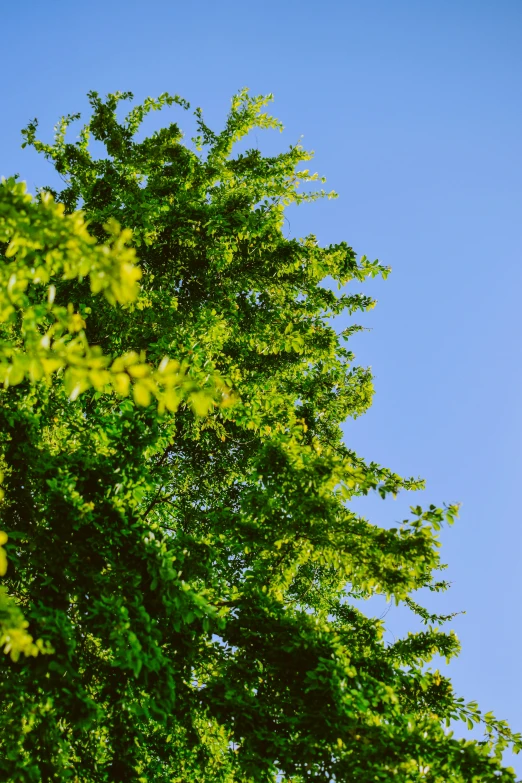 a jetliner flying over a lush green forest