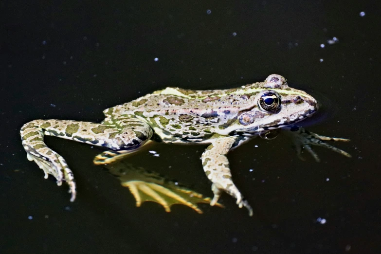 a frog floating in the water during the night