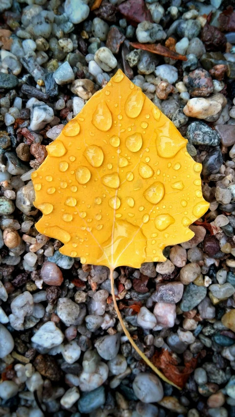 an orange leaf laying in some gravel