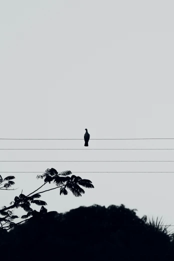 a silhouette of a bird sitting on top of power lines