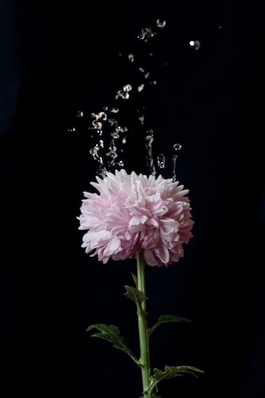 flower with bubbles of water on black background