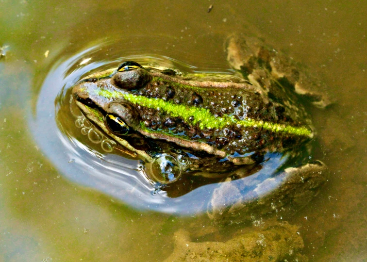 a frog floating in water next to green plants