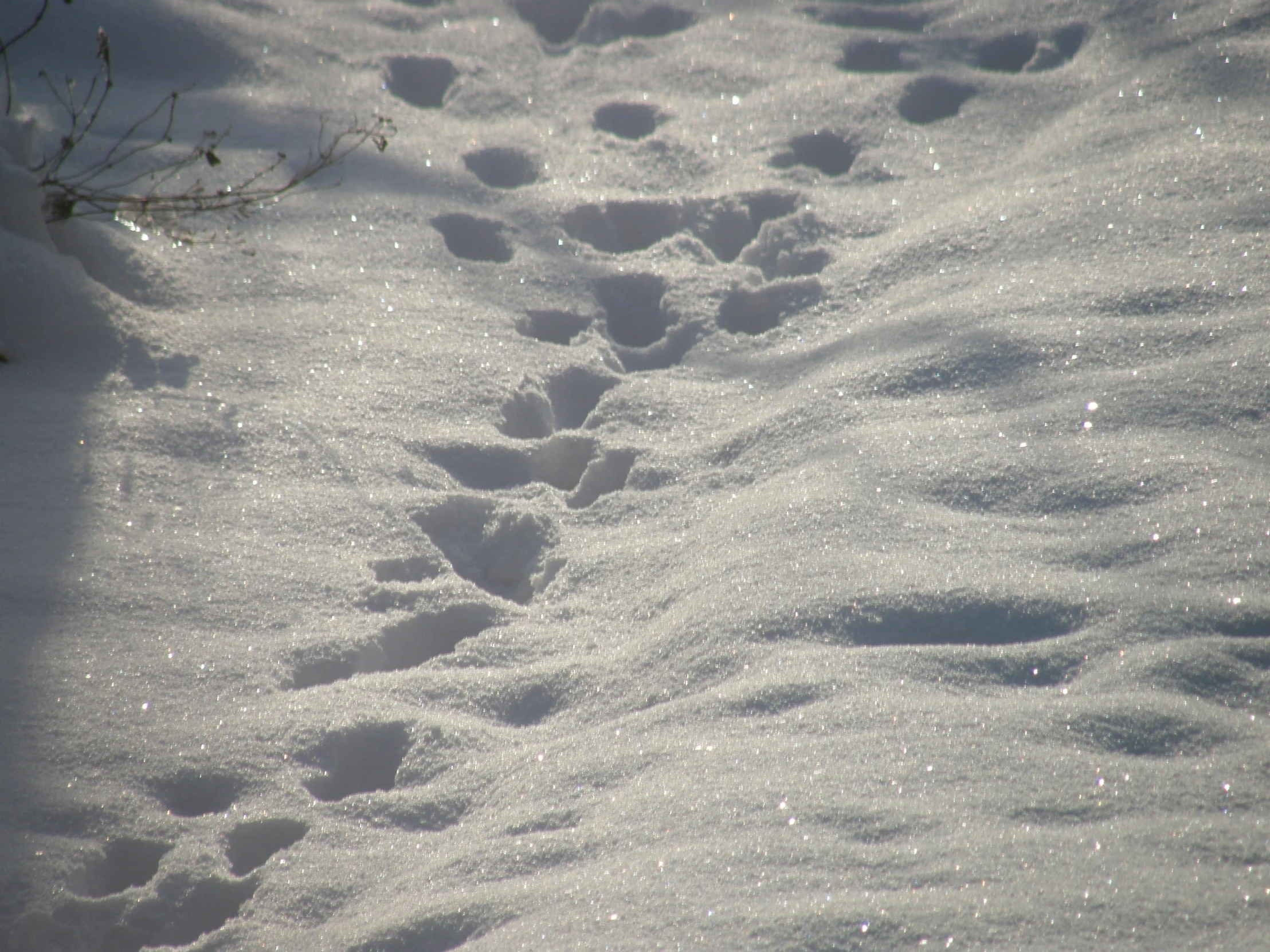 tracks of birds in the snow of a path