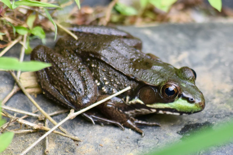 a brown frog sitting on top of a rock