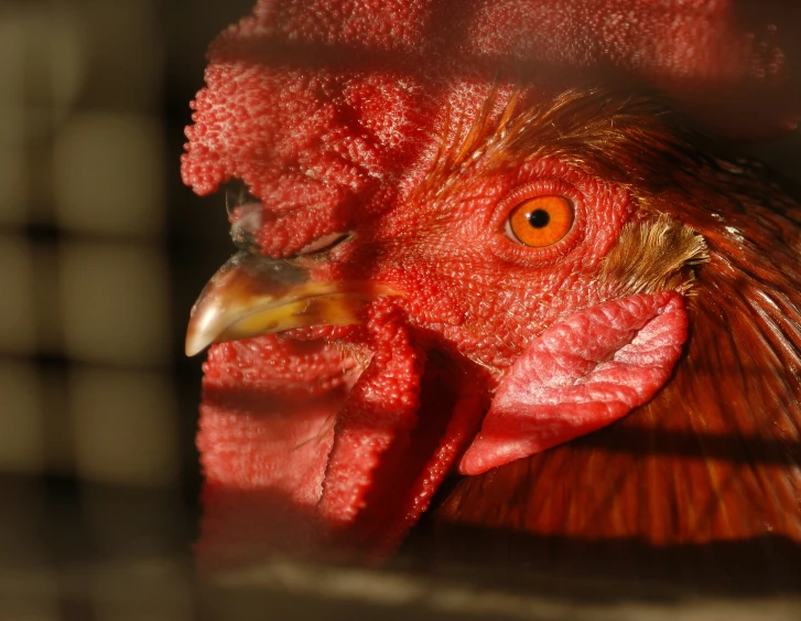 a close up po of a rooster looking out the window