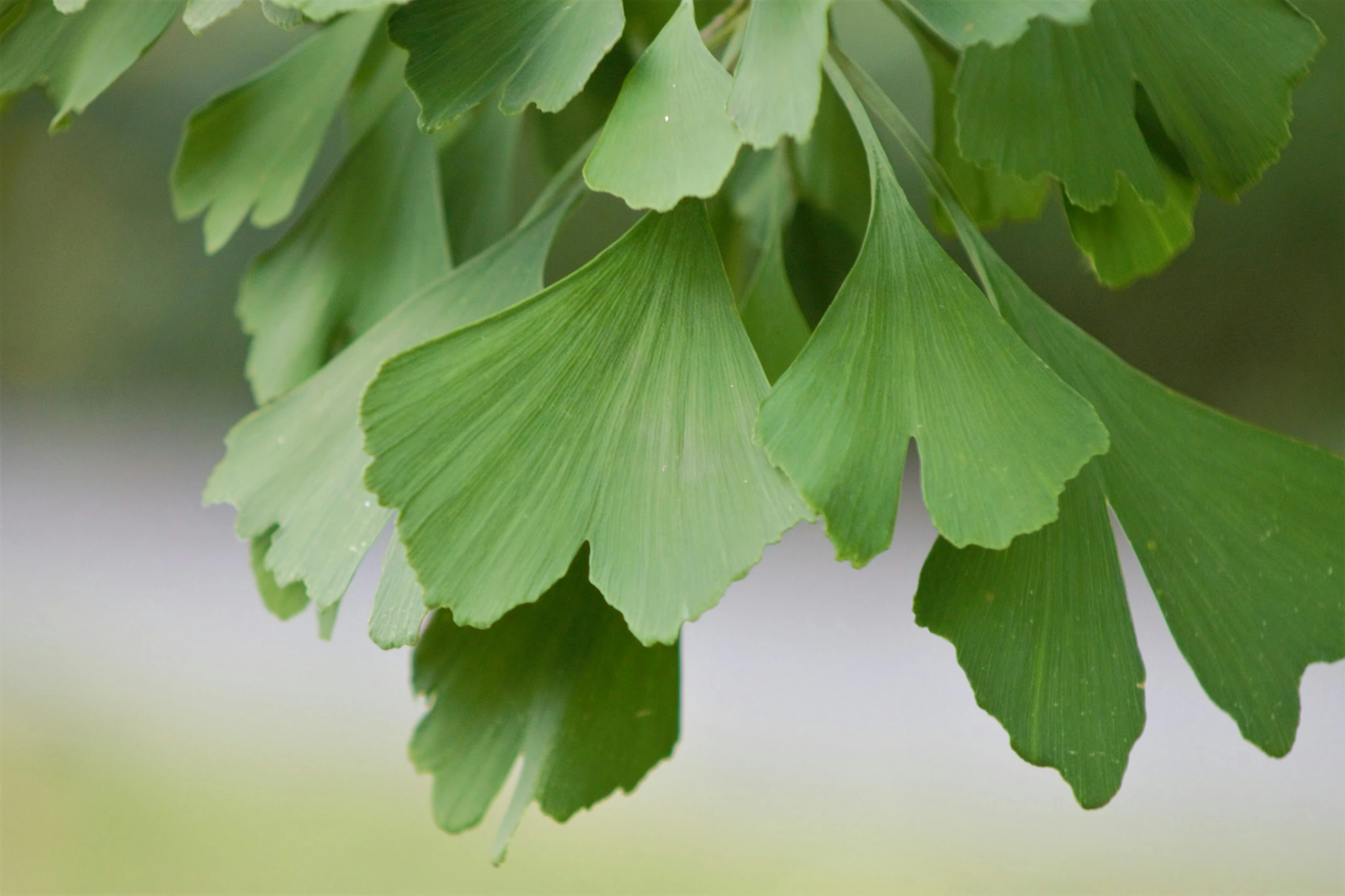 a leaf that is hanging from a tree