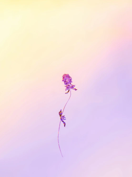 a single lavender flower in the sky against a light pink background