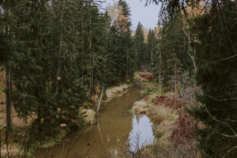 a river running through the middle of a forest