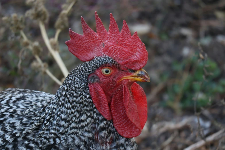a close up of a chicken near plants and bushes