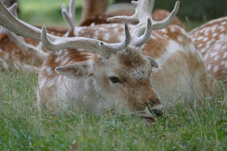 white and brown deer with horns laying in grassy field