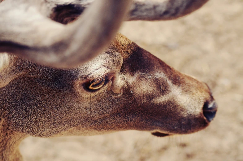 a deer with big horns is staring at soing