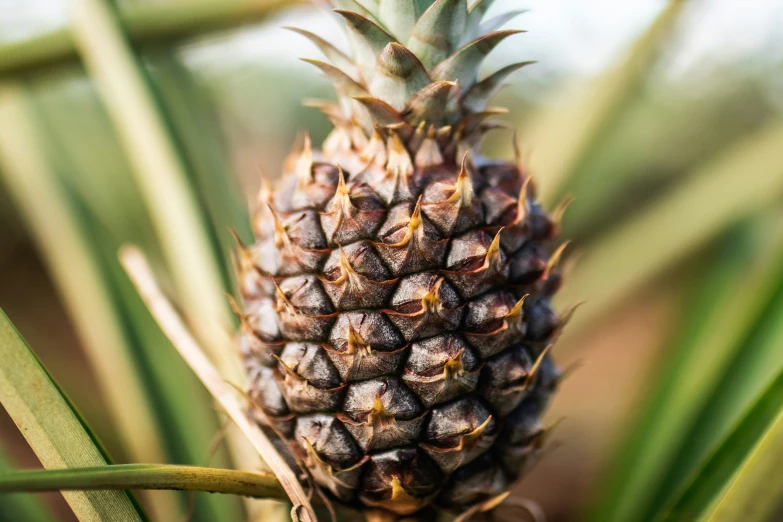 a pineapple sits on top of a stalk with green leaves